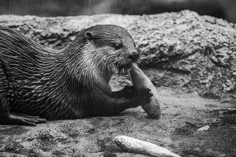 Mermaid Eats